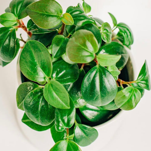 Peperomia Glabella