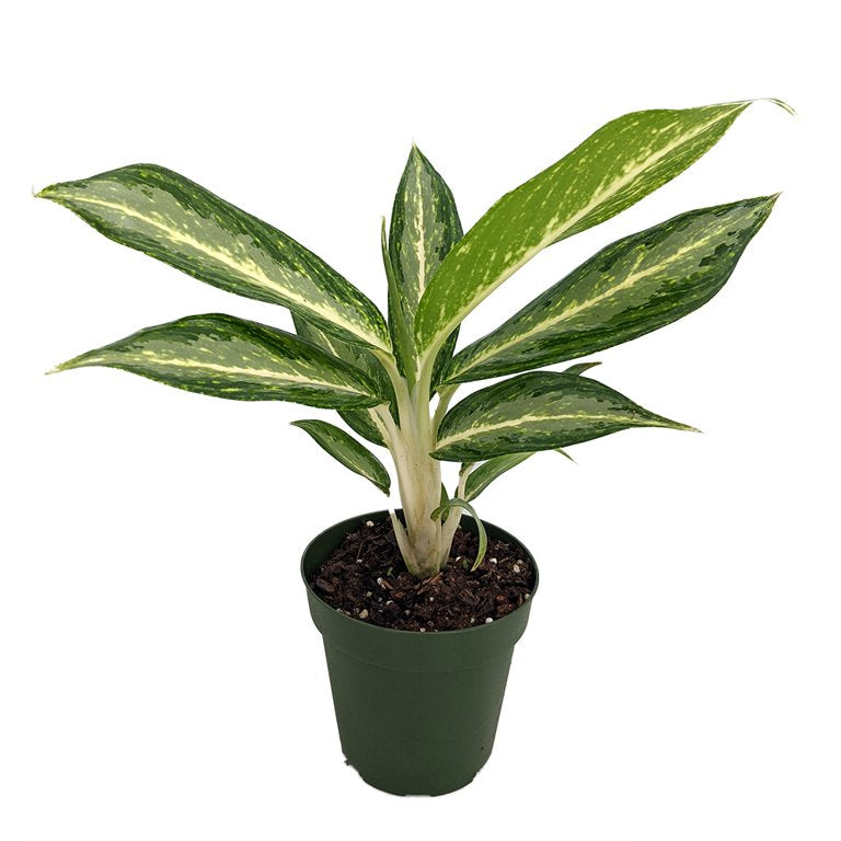 Aglaonema White Rain