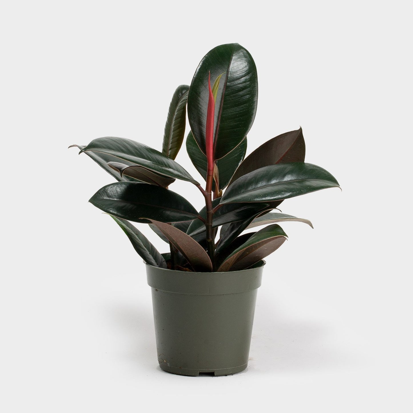 Ficus Elastica - Burgundy