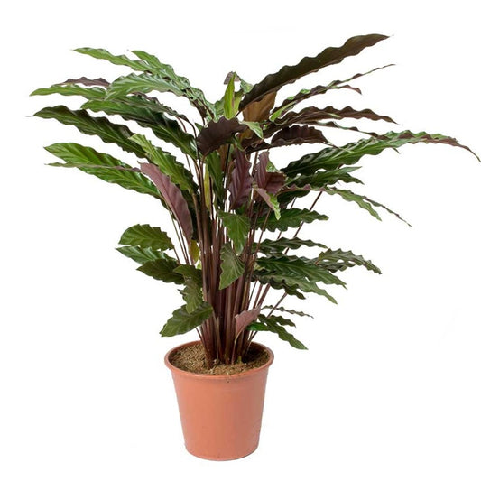 Calathea Rufibarba Velvet