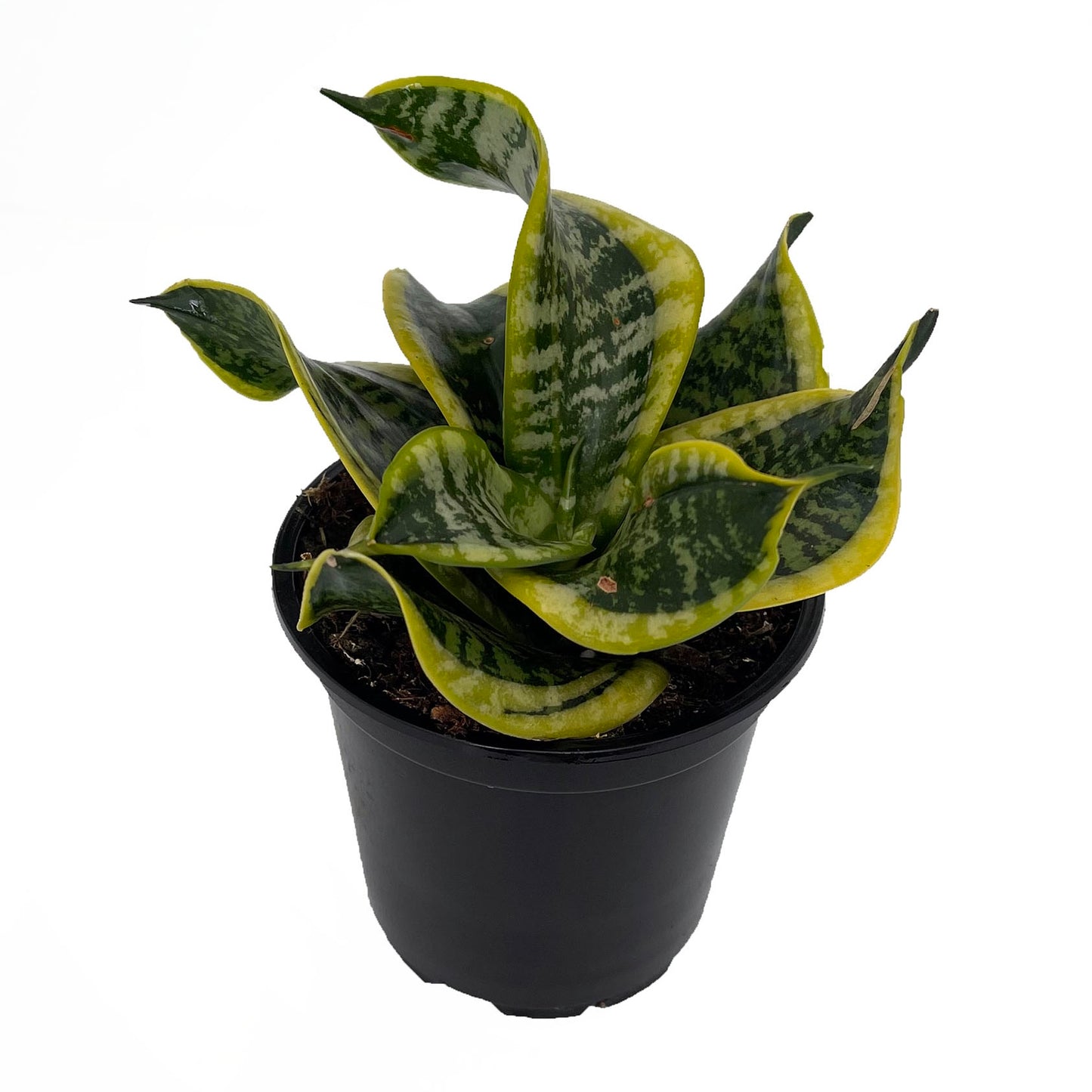 Sansevieria Twisted Sister