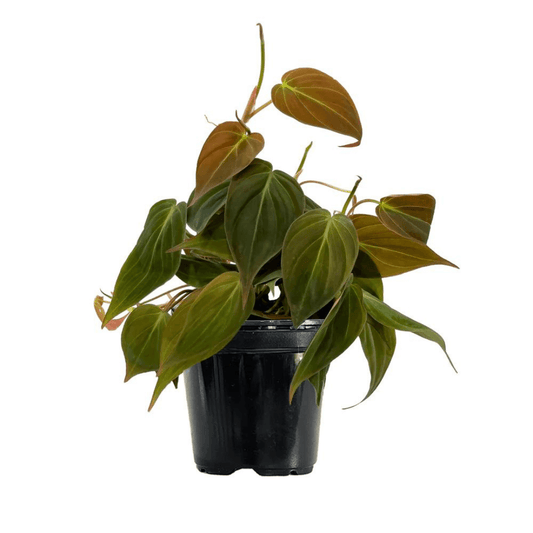 Philodendron Micans