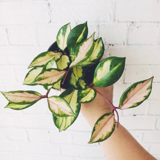 Hoya Carnosa Tri-Color