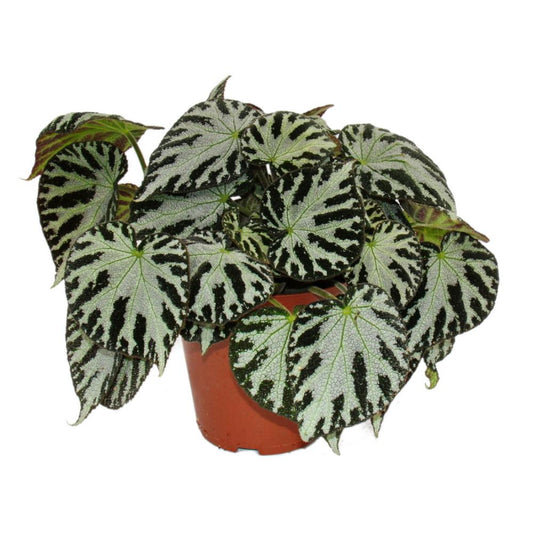 Begonia Silver Jewel