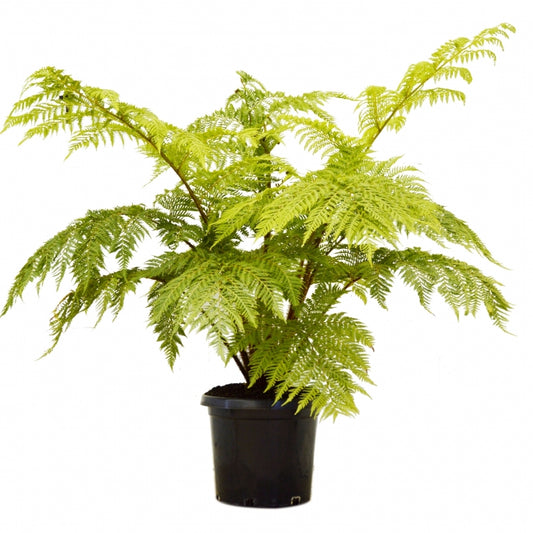 Lacy Tree Fern