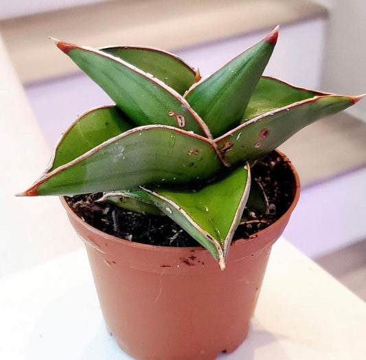 Sansevieria Samurai