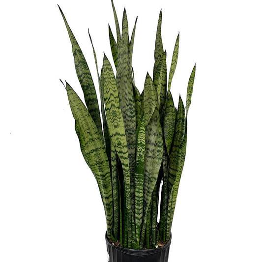 Sansevieria Zeylanica