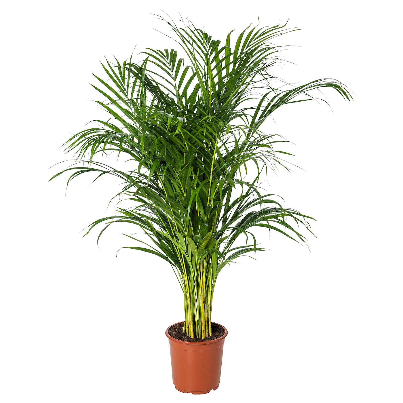 Areca Palm