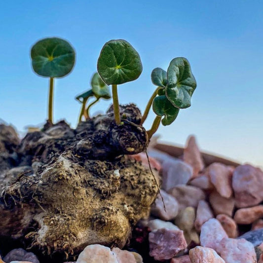 Peperomia Monticola