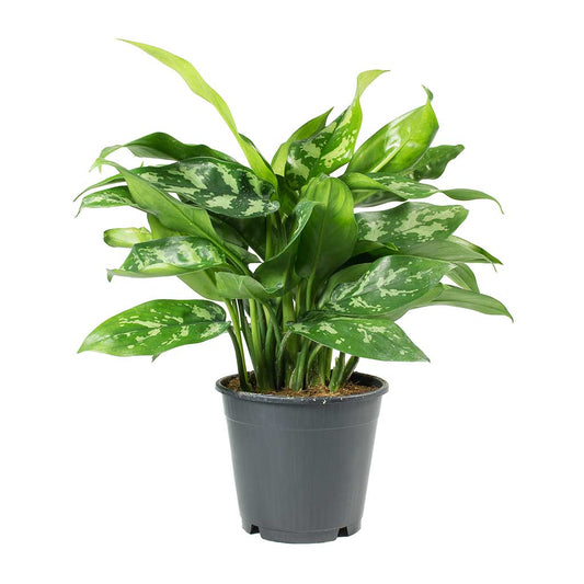 Aglaonema Maria