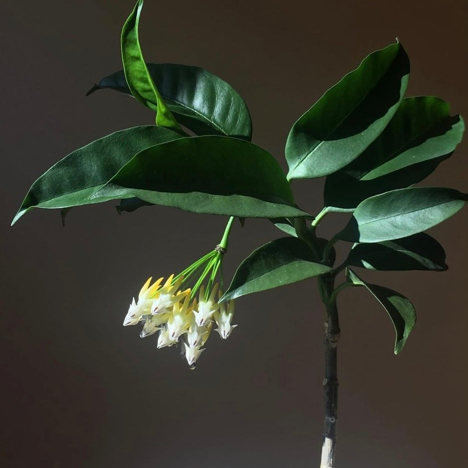 Hoya Multiflora