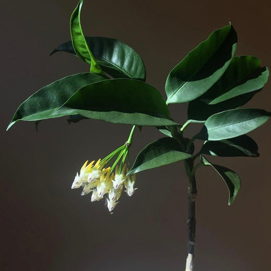 Hoya Multiflora