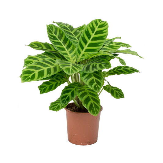 Calathea Zebra