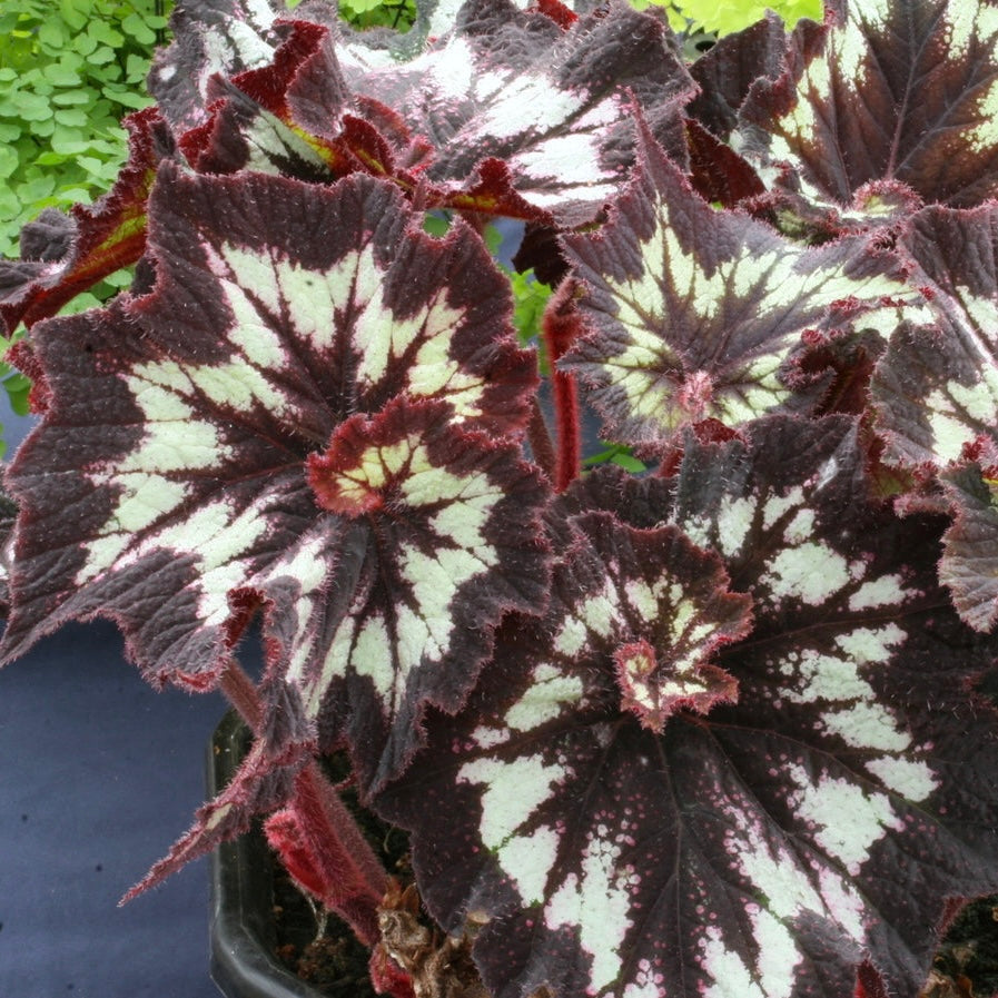 Begonia China Curl