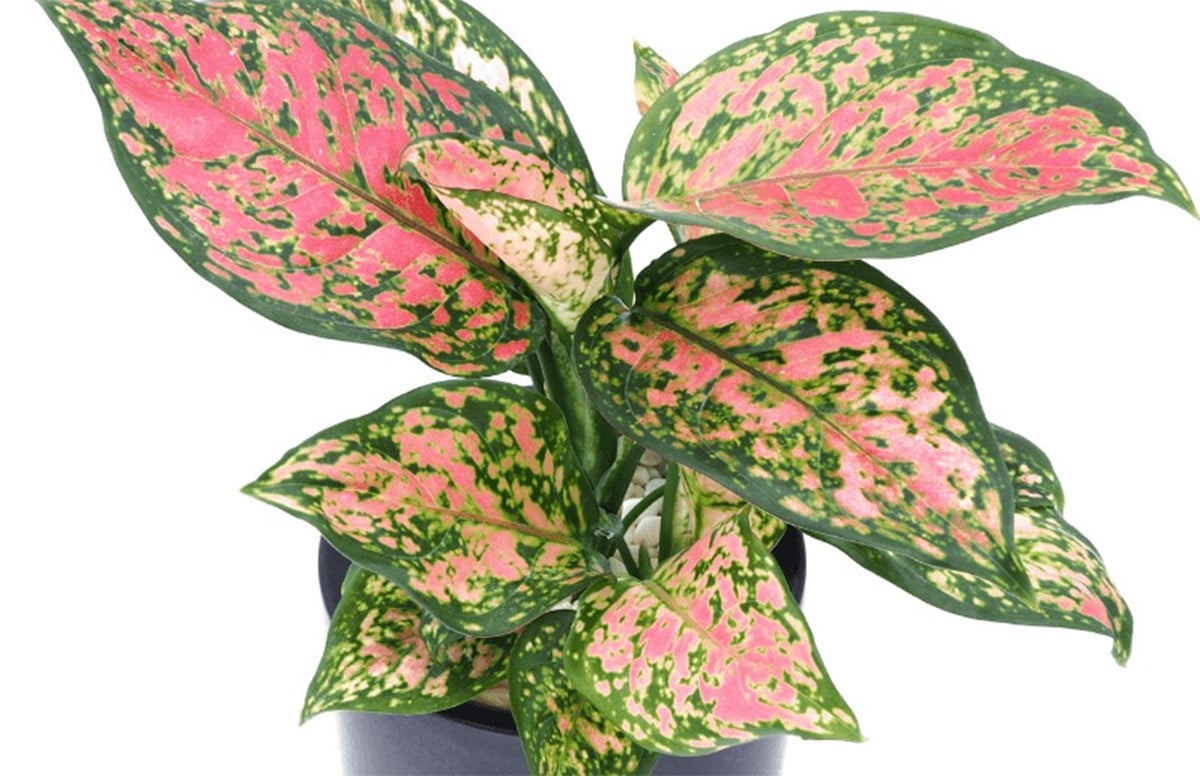 Aglaonema Harlequin