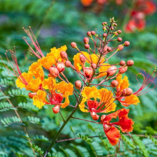 Caesalpinia Mexicana - Mexican Bird of Paradise