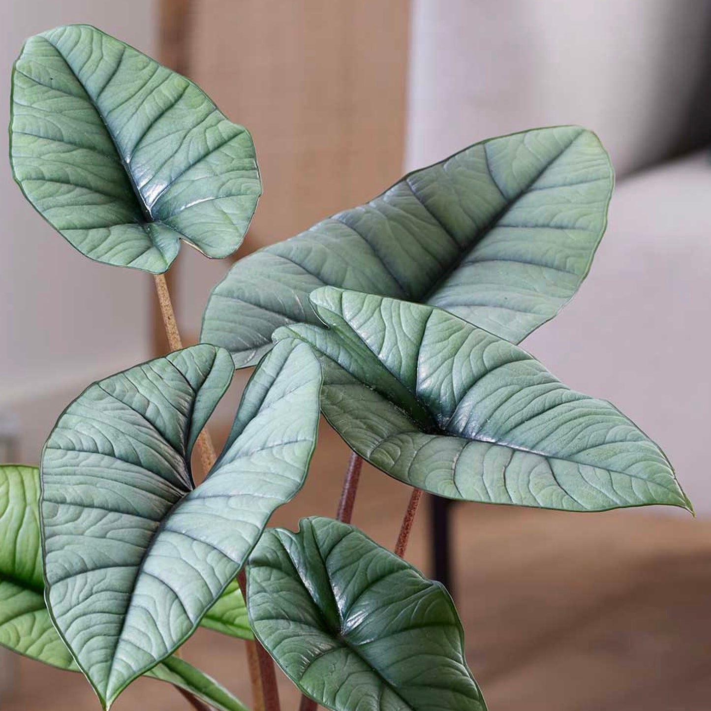 Alocasia Baginda Silver