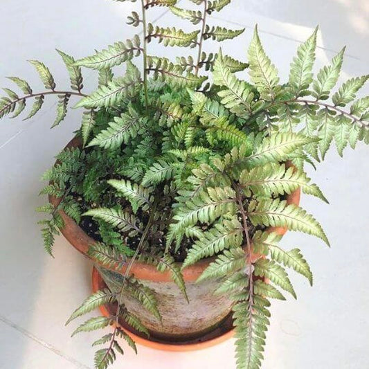 Grey Ghost Lady Fern