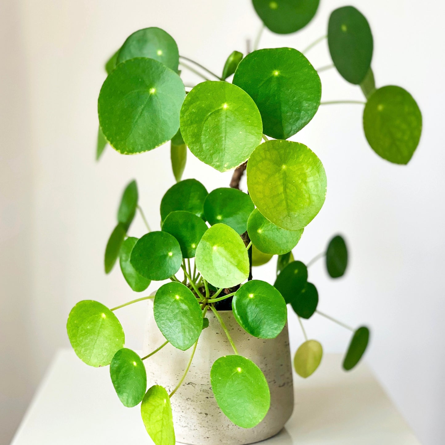 Pilea Chinese Money Plant