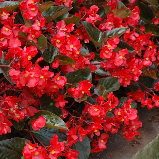 Begonia Fiona Red