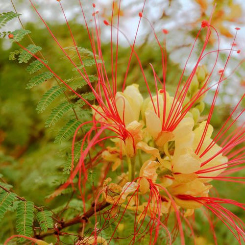 Caesalpinia Gilliesii - Yellow Bird of Paradise