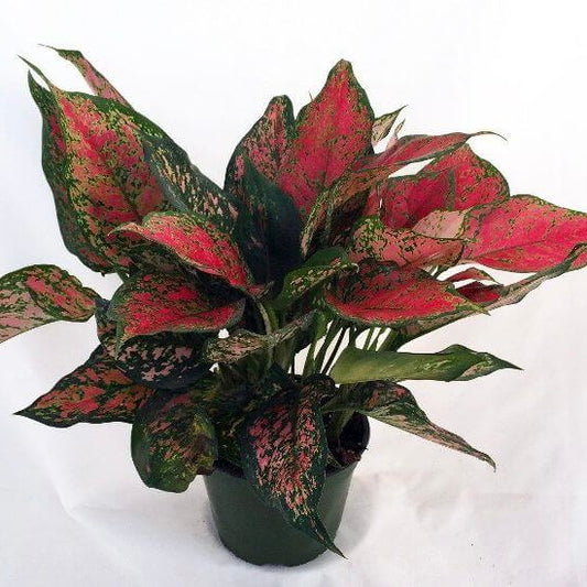 Aglaonema Red Valentine