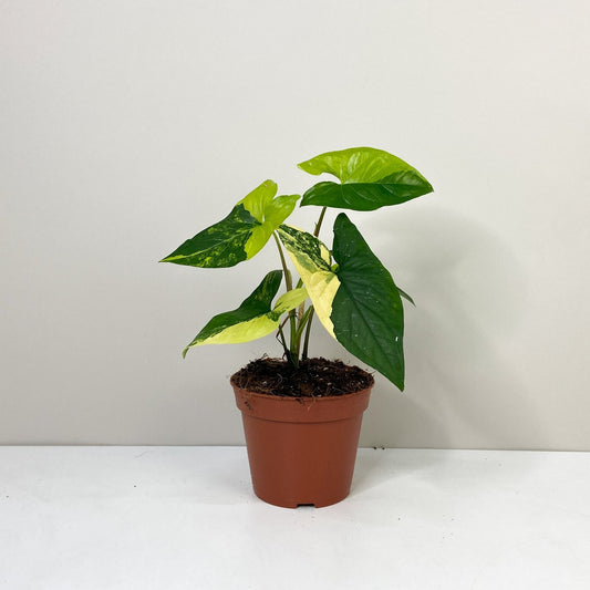 Syngonium Aurea