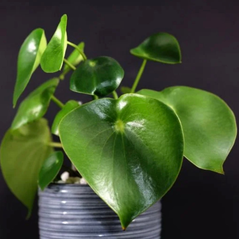 Peperomia Polybotrya