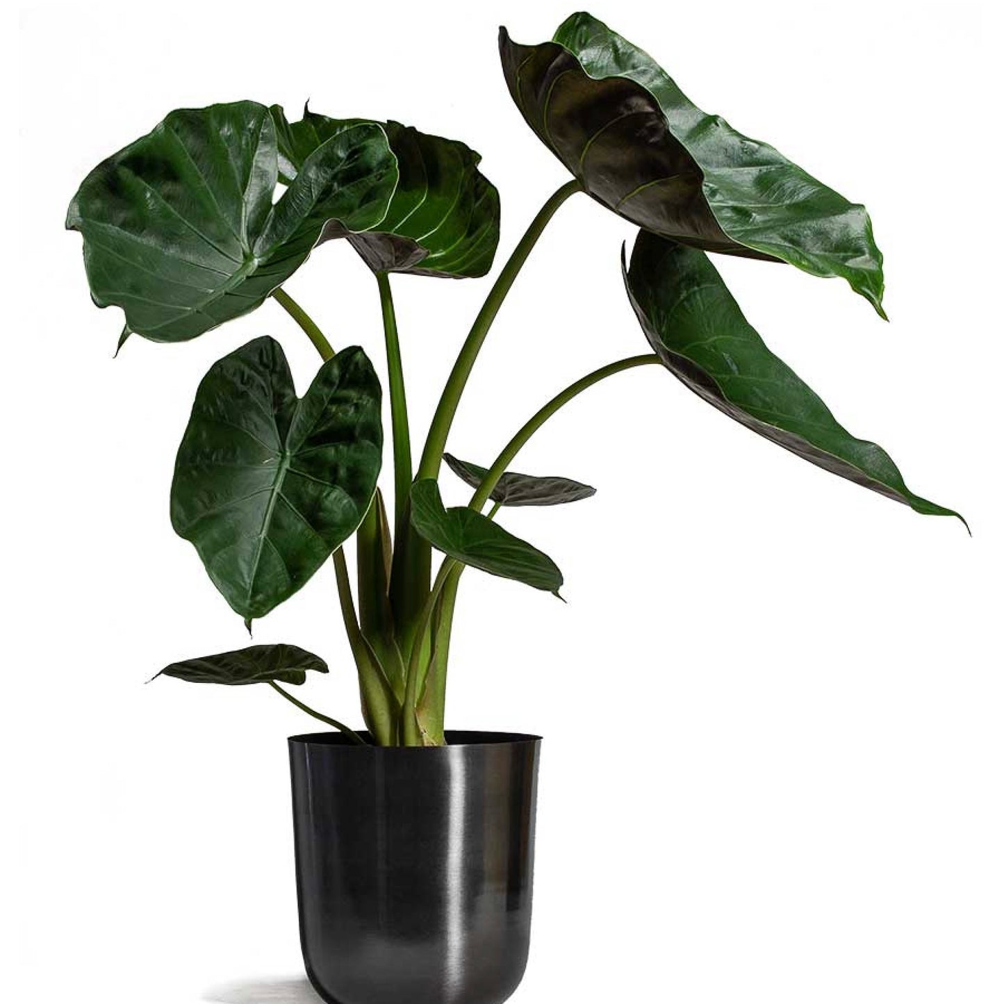 Alocasia Wentii 