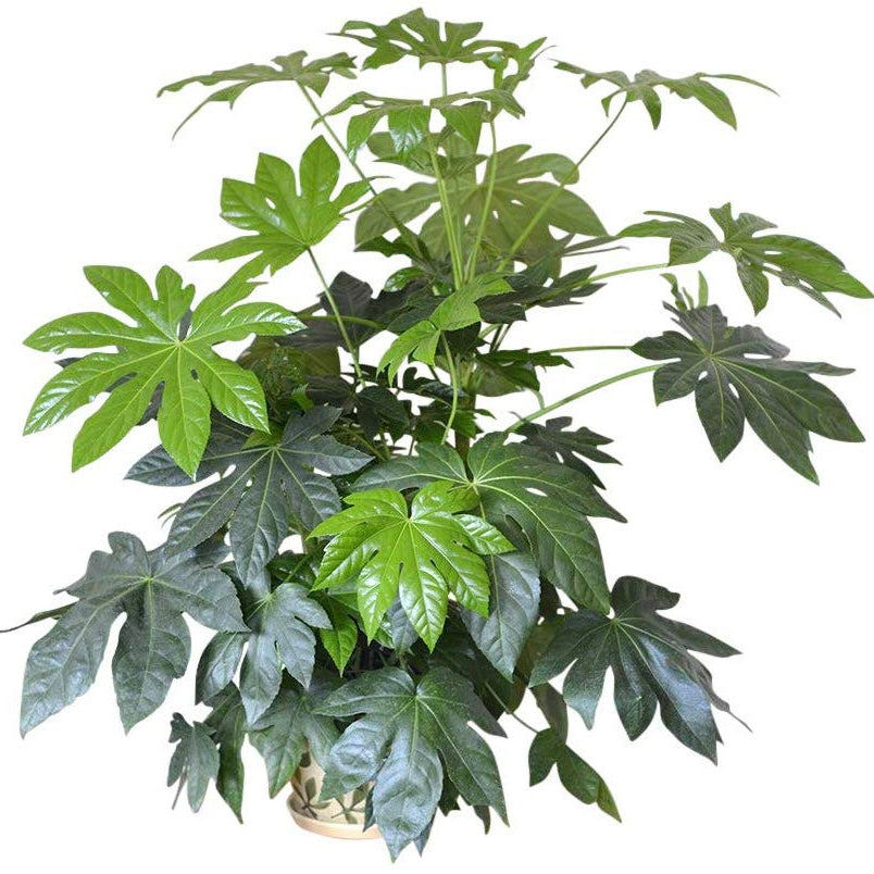 Fatsia Japonica