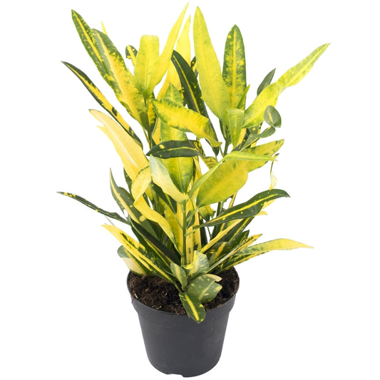 Croton Sunny Star