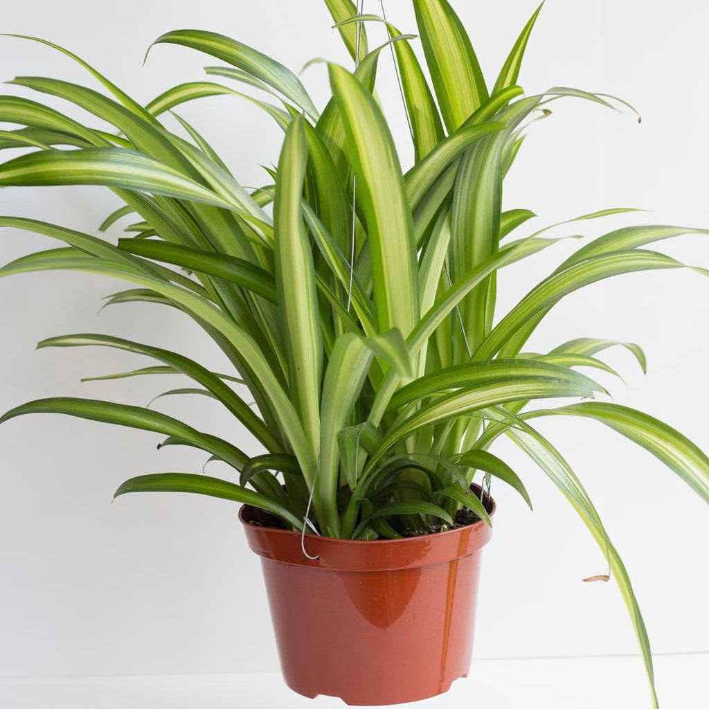 Hawaiian Spider Plant