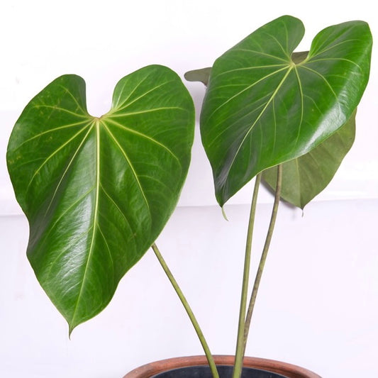 Anthurium Faustomirandae