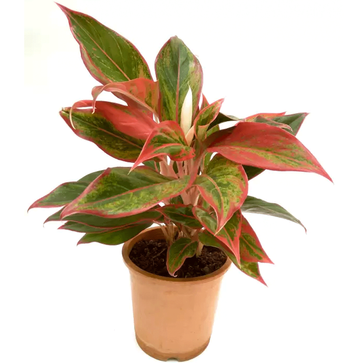 Aglaonema Siam Aurora