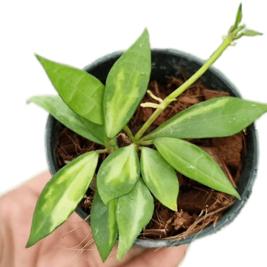 Hoya Lacunosa