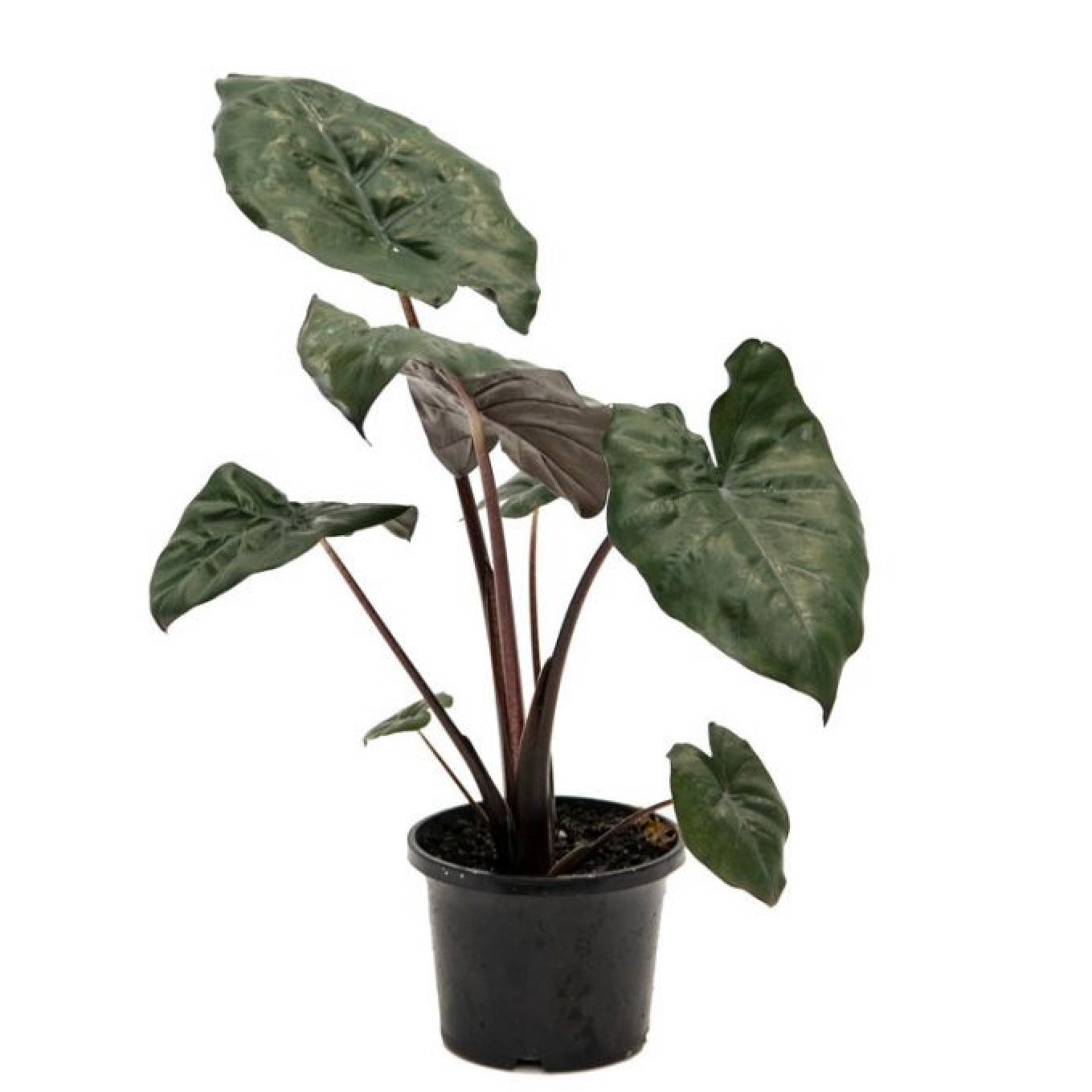 Alocasia Sarawakensis