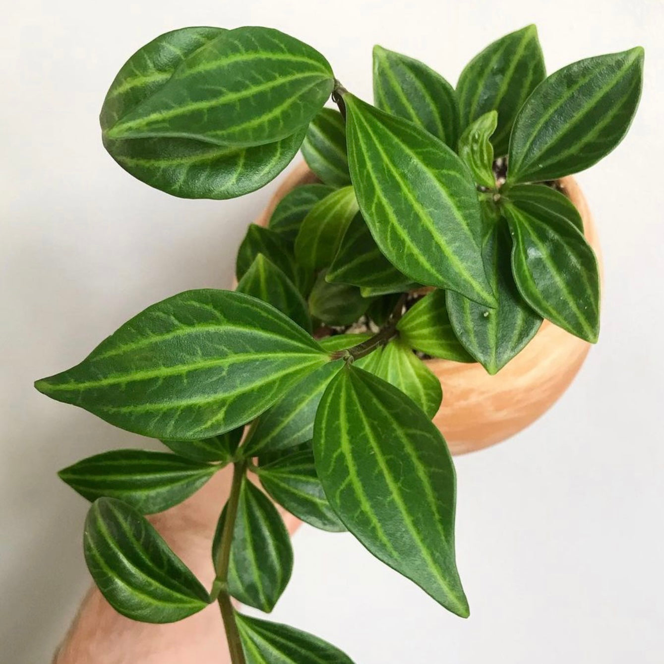 Peperomia Dahlstedtii 