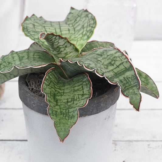 Sansevieria Kirkii