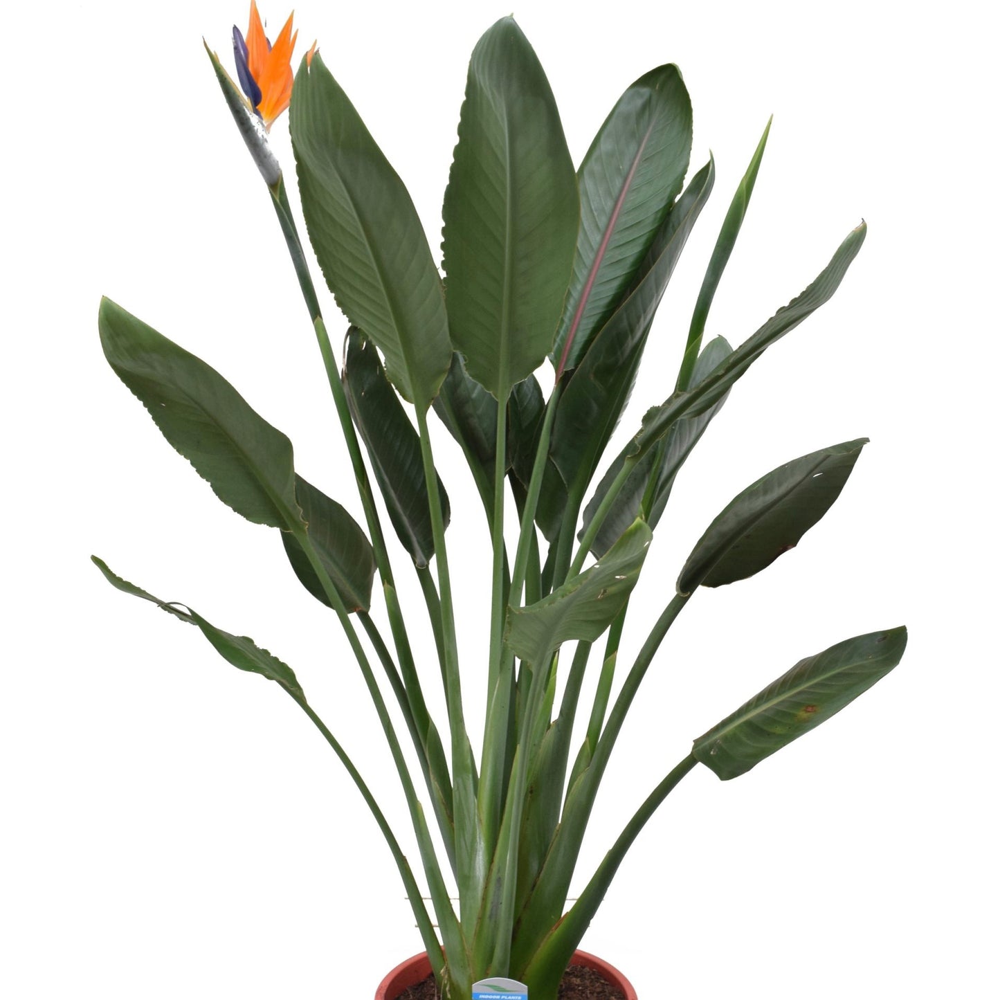 Strelitzia Reginae - Bird of Paradise