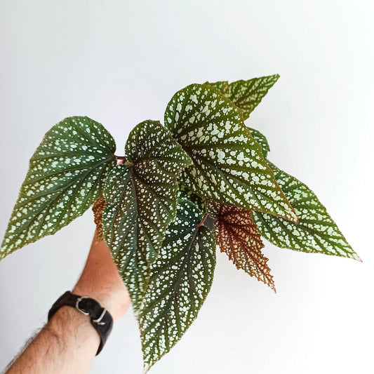 Begonia Argenteo Guttata