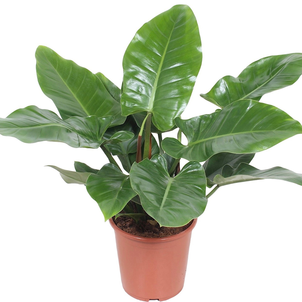 Philodendron Green Imperial