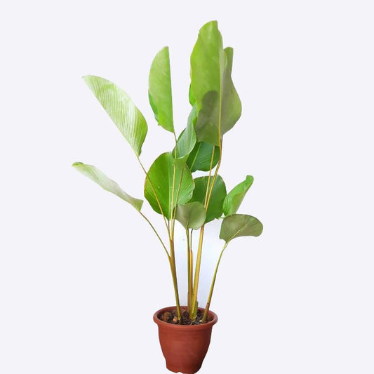 Calathea Lutea Pampano