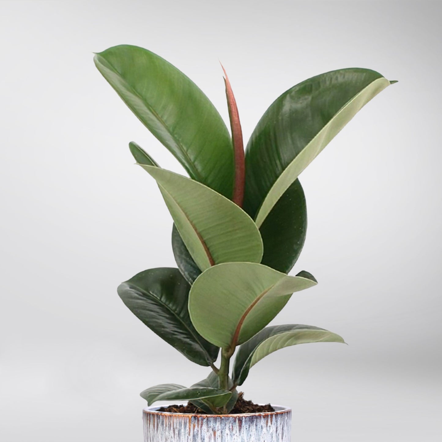 Ficus Elastica - Chloe