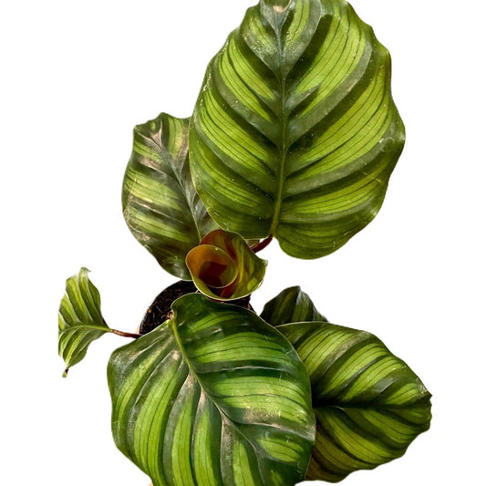 Calathea Fasciata