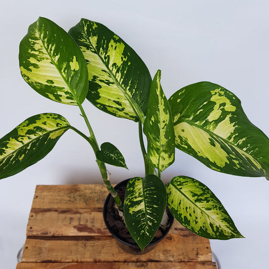 Dieffenbachia Puerto Rico Variegated