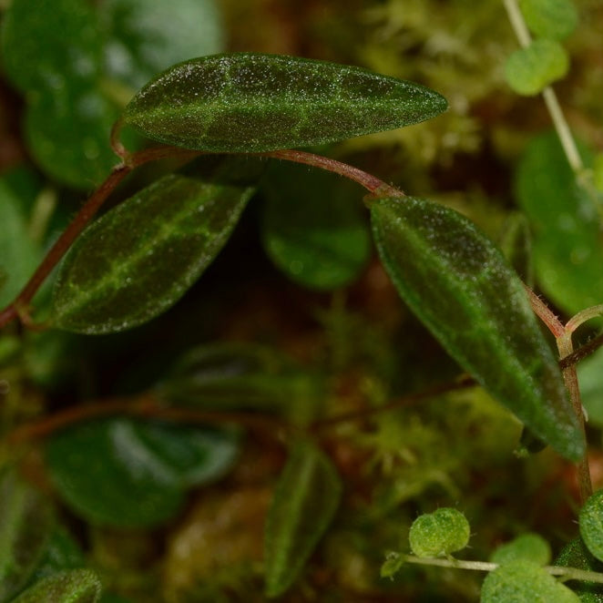 Peperomia Caespitosa