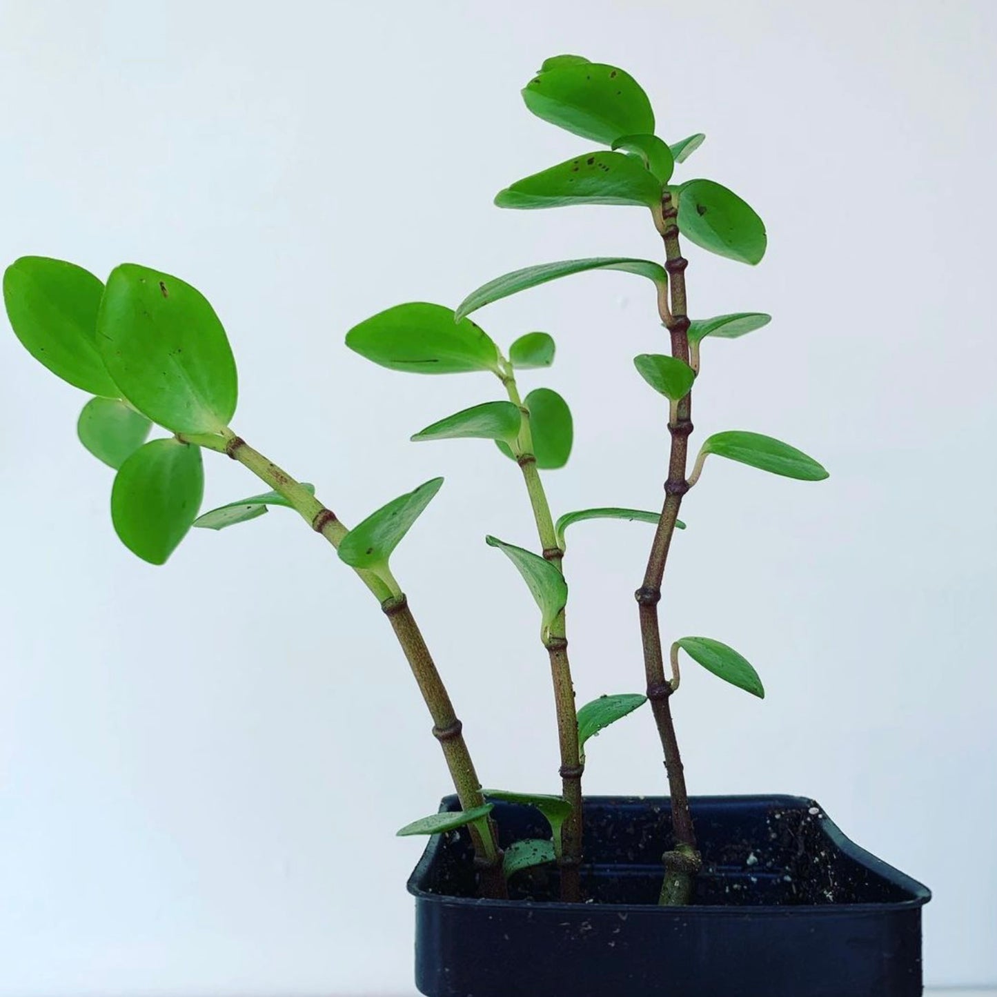 Peperomia Bamboo Stalks