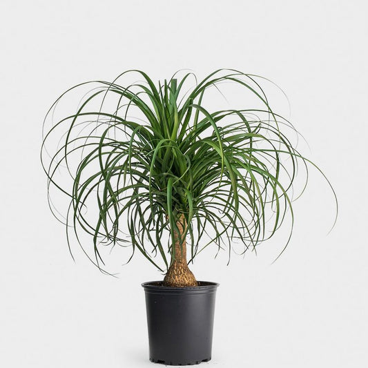 Ponytail Palm