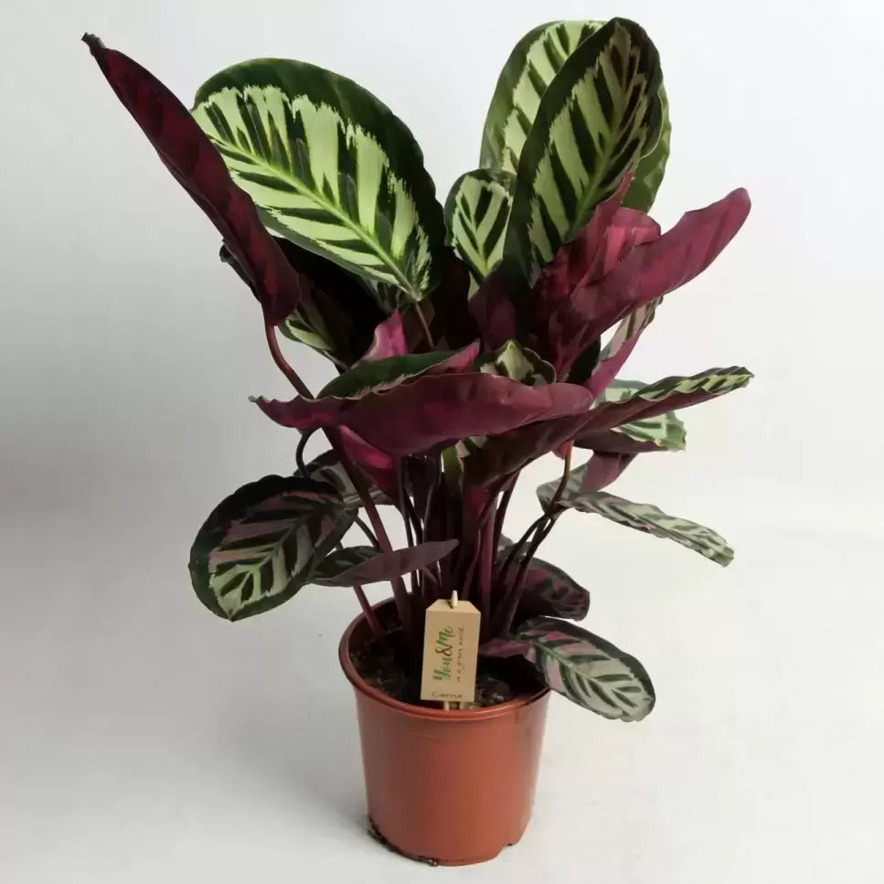 Calathea Roseopicta Cora