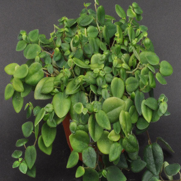 Peperomia Fagerlindii